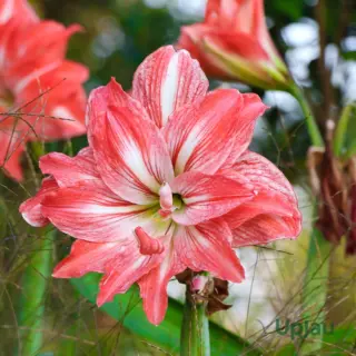 red-amaryllis-double-petal-flower-close-up-vibrant-bloom