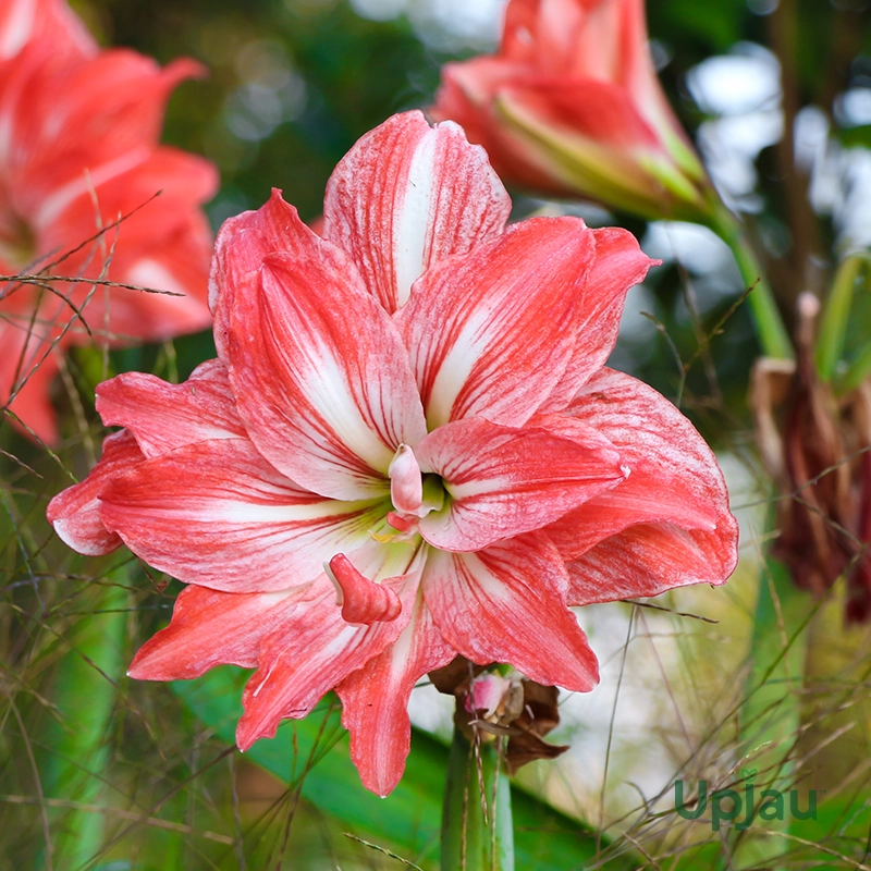 red-amaryllis-double-petal-flower-close-up-vibrant-bloom