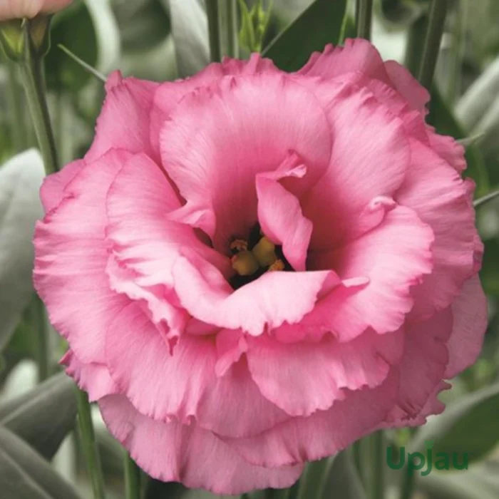 Lisianthus/Eustoma Plant Sapling Any color (1pcs) - Image 7