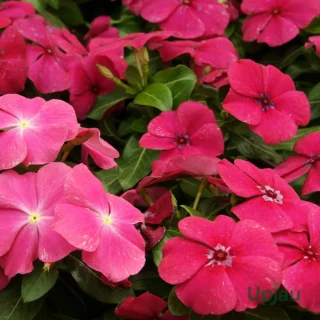 sadabahar-flower-plant-vinca-online