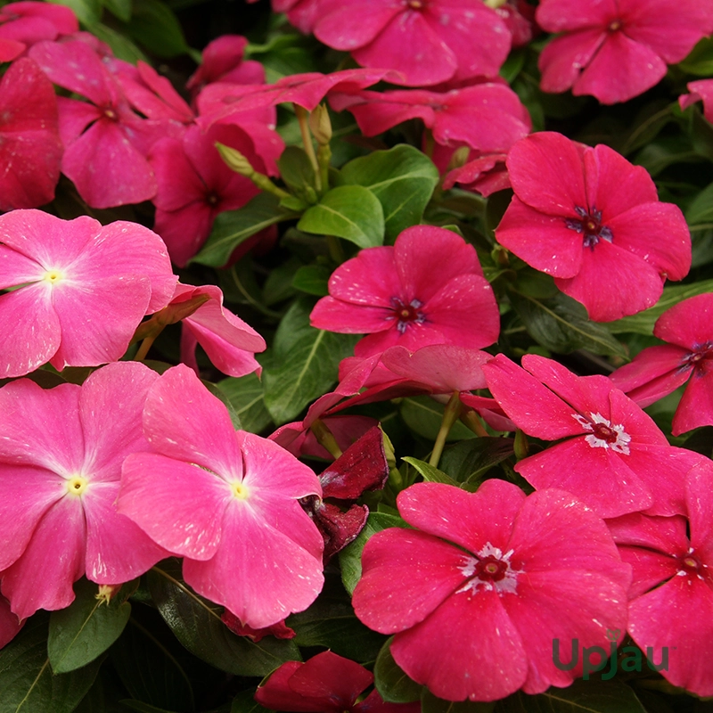 sadabahar-flower-plant-vinca-online