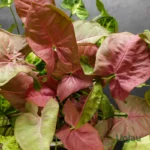 Syngonium Pink Allusion plant with pink and green arrowhead leaves indoors