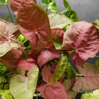 syngonium-pink-allusion-indoor-plant-india
