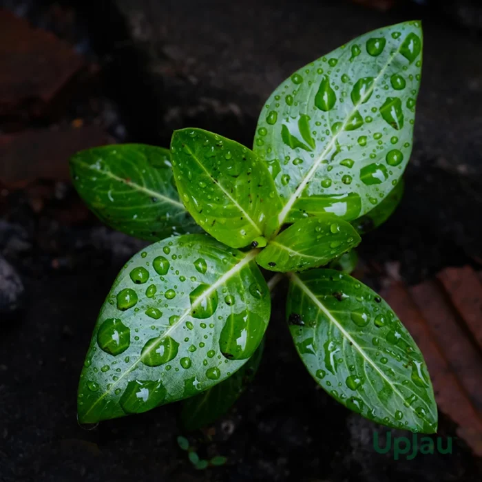 Vinca Pacifica Sapling (Hybrid Imported) - Image 5