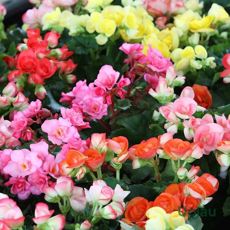 wax-begonia-bada-boom-mix-indoor-outdoor