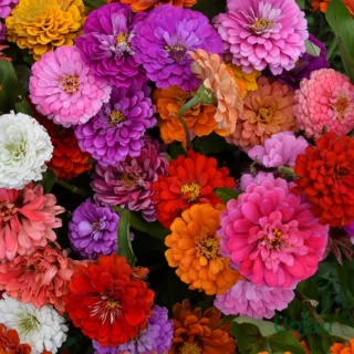 zinnia-dreamland-sapling-mix