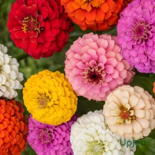 zinnia-dreamland-sapling-mix-upjau