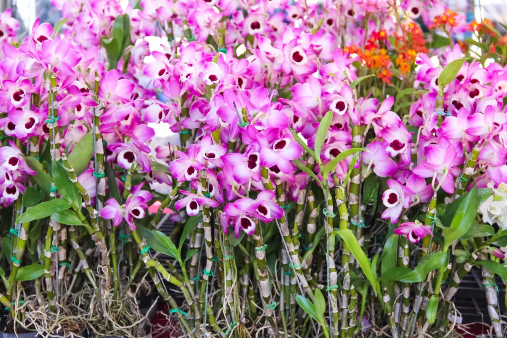 dendrobium orchid plant