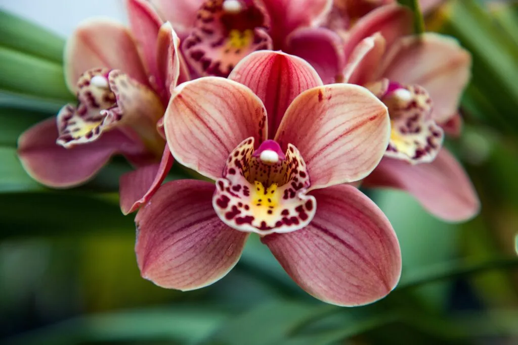cymbidium orchid plant in India