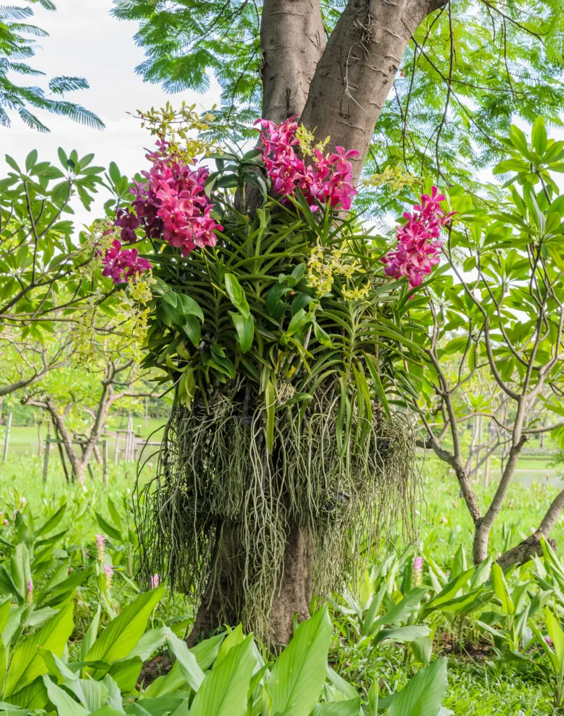 Orchid vanda plant in India