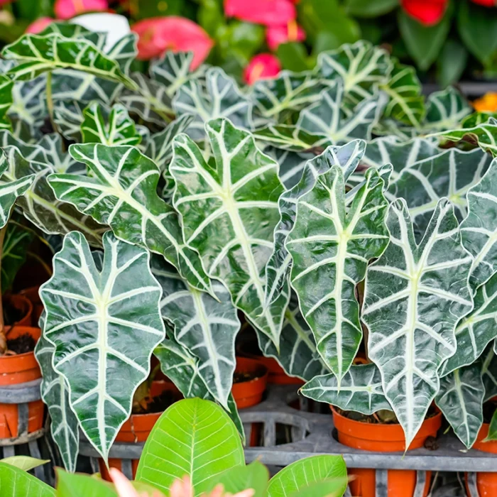 Alocasia Amazonica Sapling