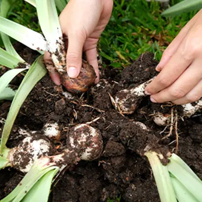 Amaryllis Lilies Care