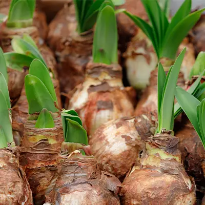Amaryllis Single-Petal Bulbs