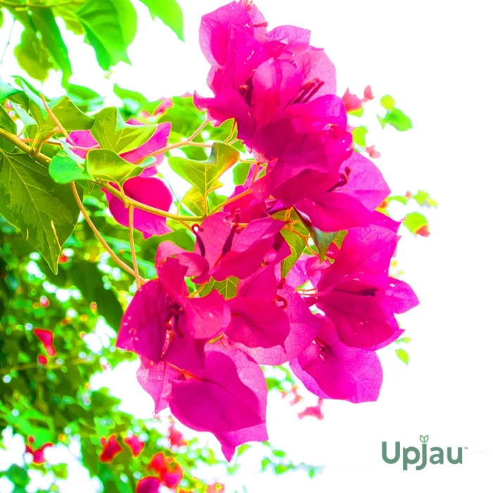 Dark Pink Bougainvillea Plant Sapling