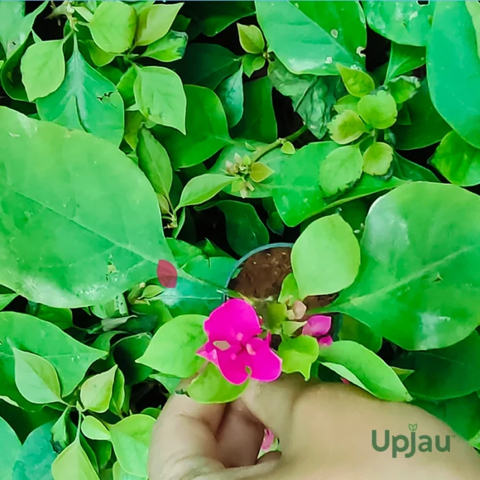 Bougainvillea Dark Pink Plant (Sapling) - Image 2