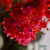 Red Bougainvillea Flower Plant Sapling