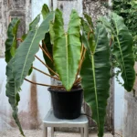 Philodendron Billietiae plant