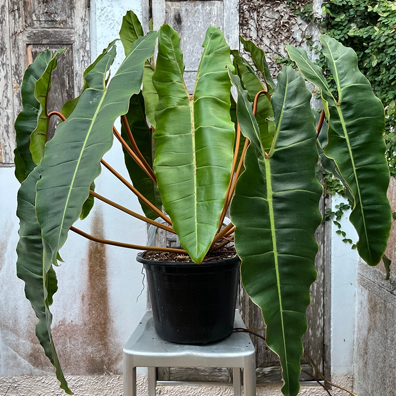 Philodendron Billietiae1