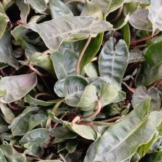 Philodendron Billietiae2