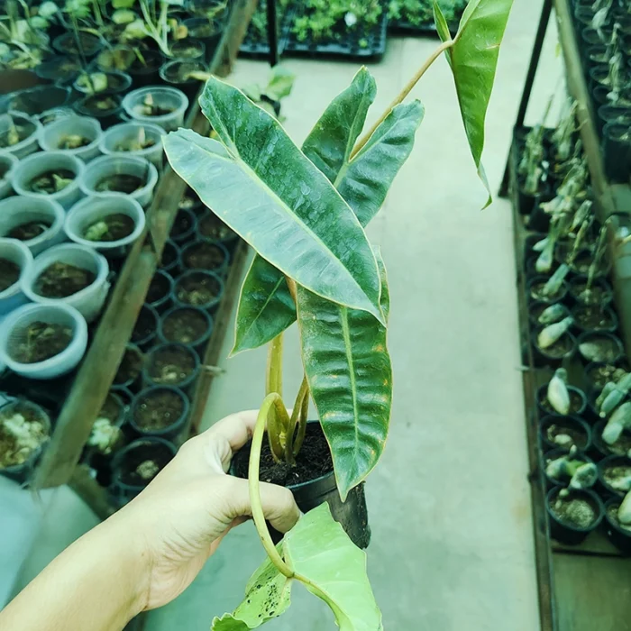 Philodendron Billietiae Plant - Image 2