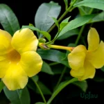 Allamanda Yellow Climber Plant with bright yellow trumpet-shaped flowers