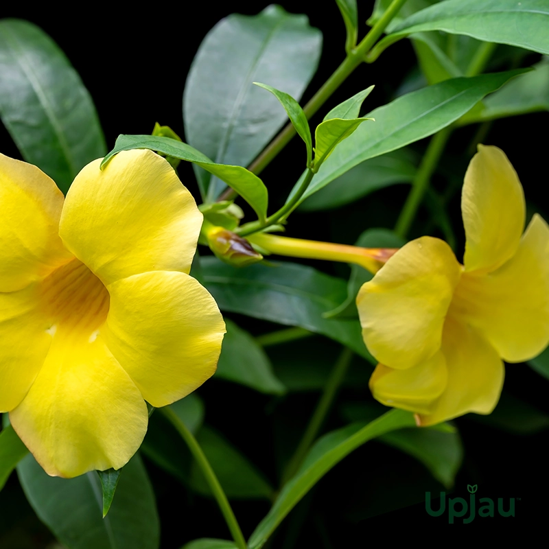 allamanda-yellow-climber-plant-india