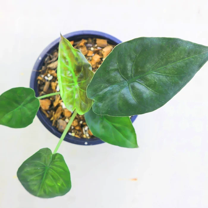 Alocasia Wentii Sapling - Image 2