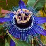 Blue Krishna Kamal Passion Flower plant (Passiflora caerulea) India