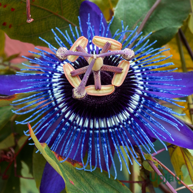 blue-krishna-kamal-passion-flower-plant-upjau