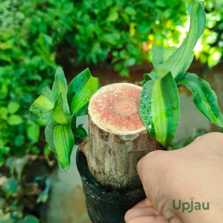 brazilian wood v