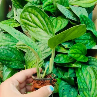 buy-monstera-peru-plant-online-india