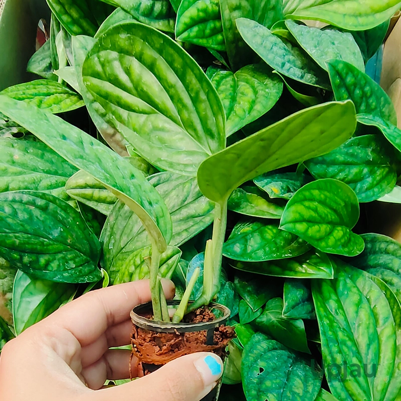 buy-monstera-peru-plant-online-india