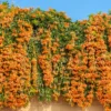 Flame Vine / Pyrostegia venusta / Begonia Vanusta Climber (Sapling)