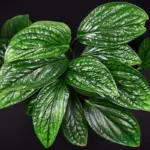 Monstera Peru plant sapling online India with glossy textured leaves