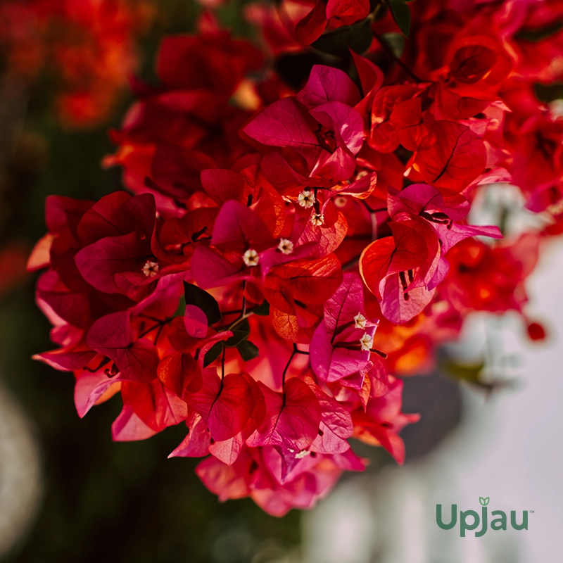 red-bougainvillea-flower-plant-upjau