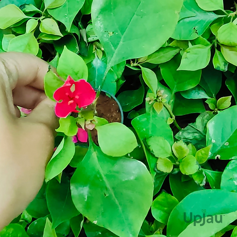 red-paper-flower-plant-online-india