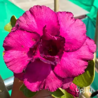 Adenium_Dark pinks59