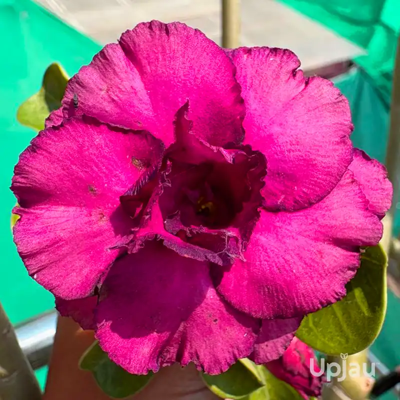 Adenium_Dark pinks59