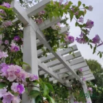Garlic Vine Purple Flower Climber Plant sapling in bloom