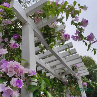 Garlic Vine Purple Flower Climber Plant sapling