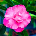 Adenium Karishma (Triple Petal Hot Pink)