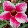 Adenium Savitri Grafted (Single Petal Red White)