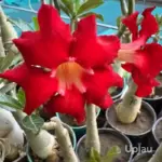 Adenium Red