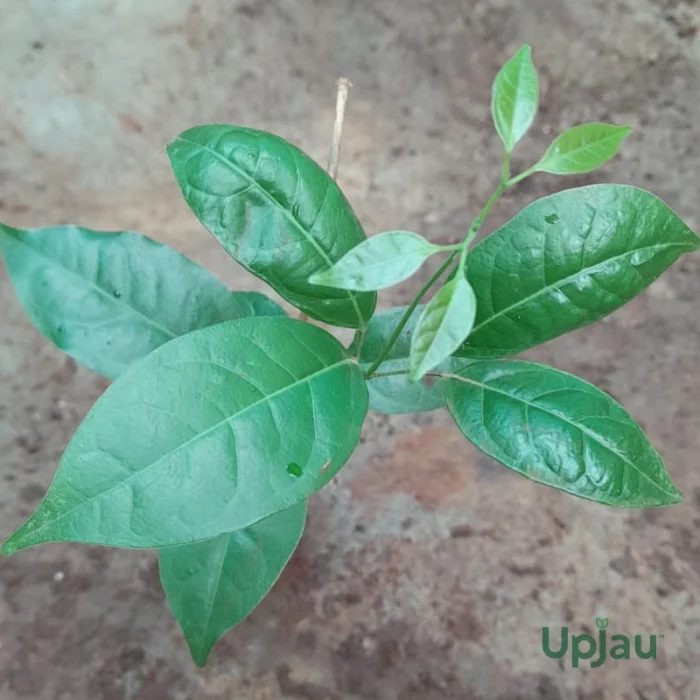 Garlic Vine Mansoa Alliacea Purple Flower Climber (Sapling) - Image 2