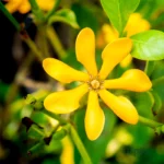 Yellow Gardenia Or Gandharaj Flower Plant