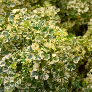 aralia-variegated-sapling