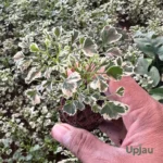 Aralia Variegated Sapling with green and white variegated leaves, low-maintenance indoor plant, buy online from Upjau