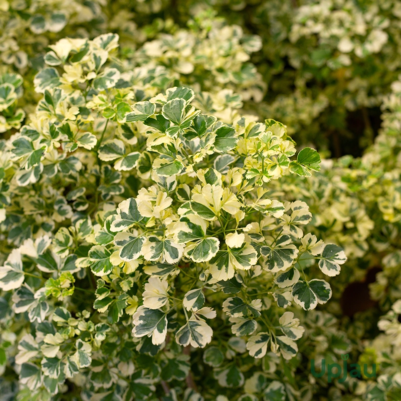 aralia-variegated-sapling