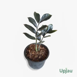 buy-black-raven-zz-plant-online-India