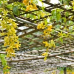 buy golden shower cascade climbing plant sapling